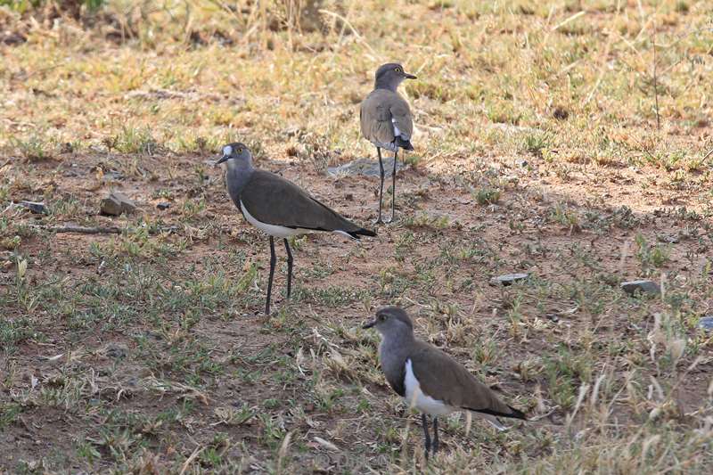 south africa kruger park birds