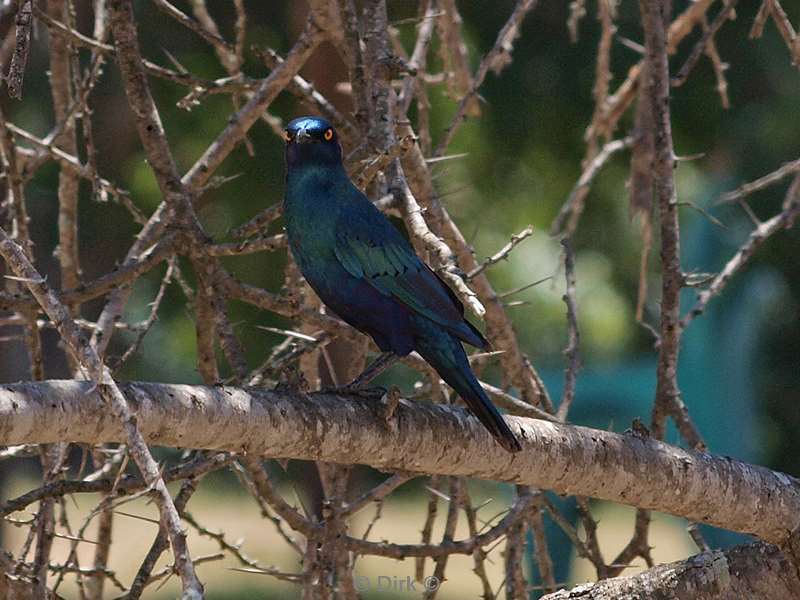 south africa kruger park birds