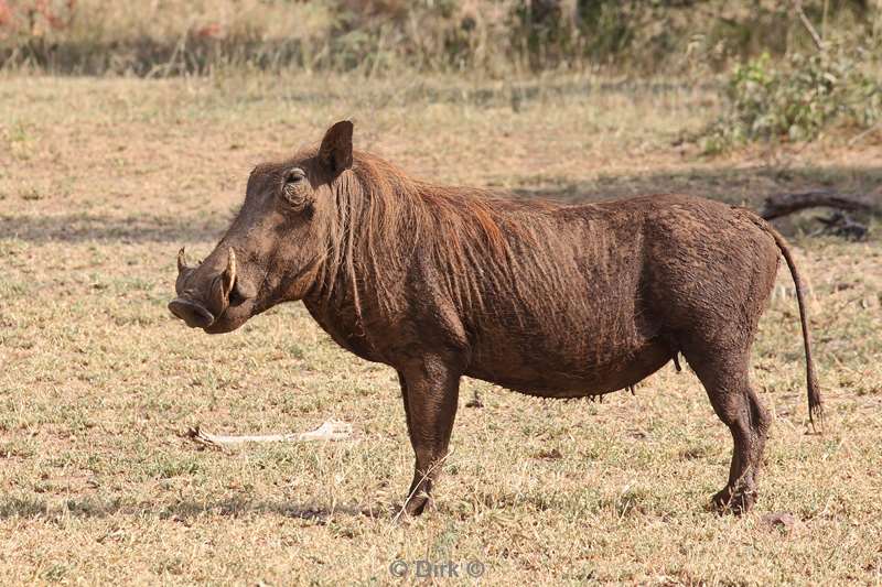 south africa kruger park warthog