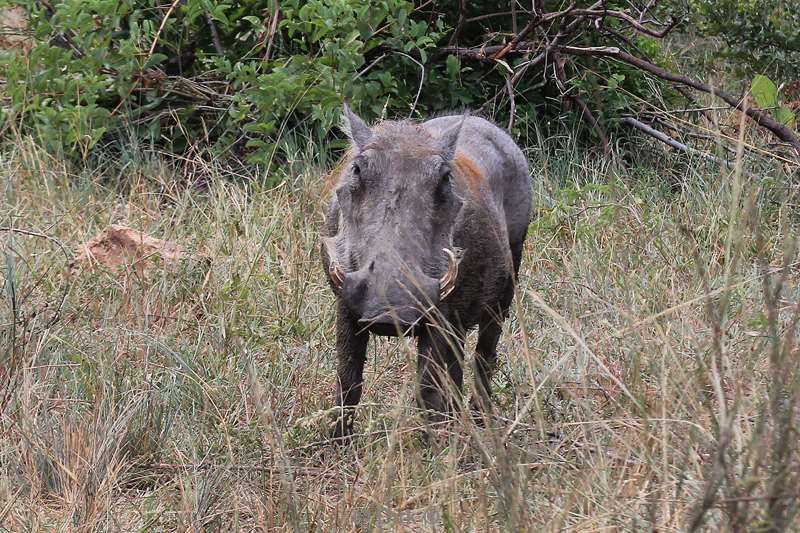 south africa kruger park warthog