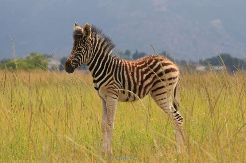 south africa kruger park zebras
