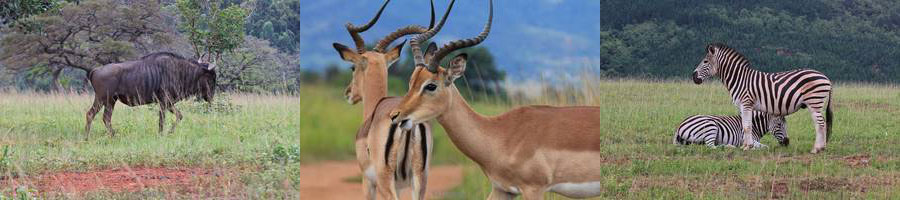 mlilwane swaziland wildpark