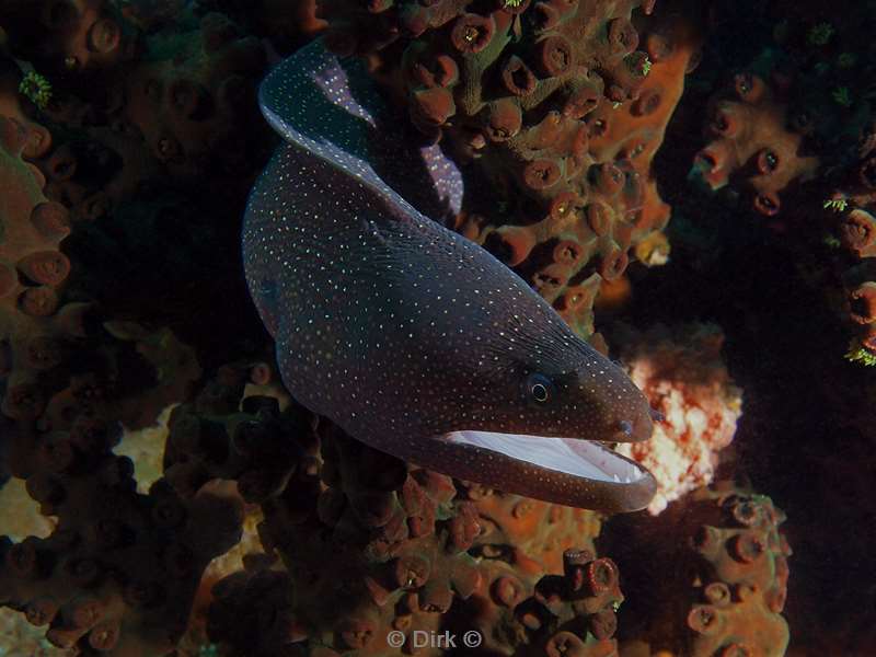 diving south africa moray
