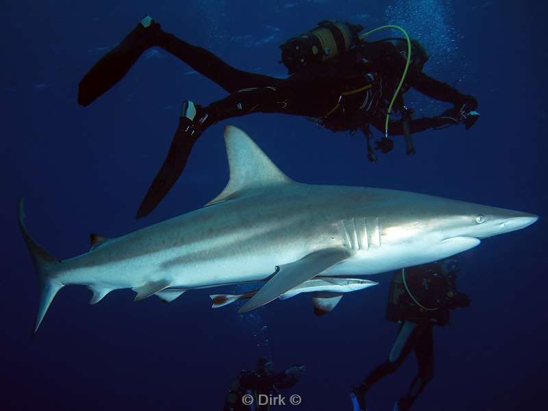 diving south africa cean blacktip shark
