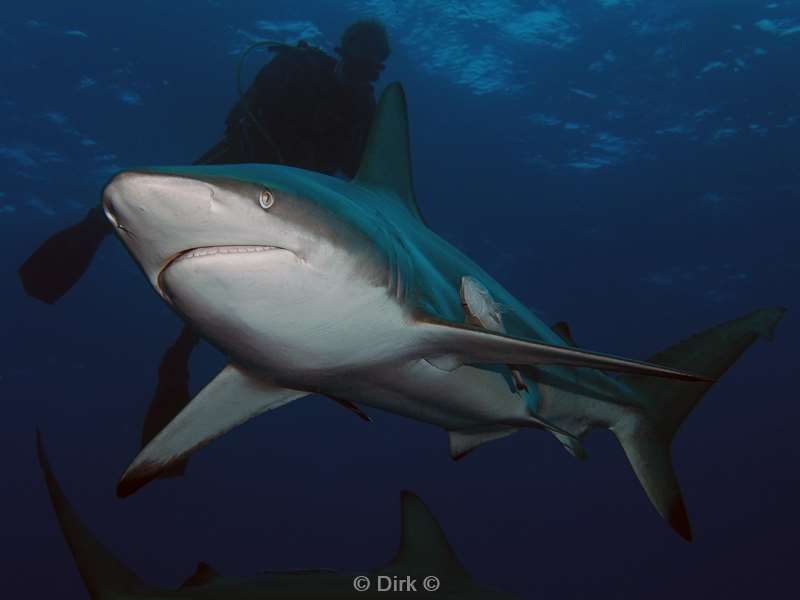 diving south africa ocean blacktip shark