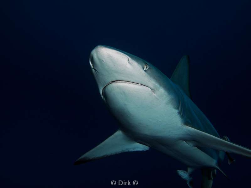 diving south africa ocean blacktip shark