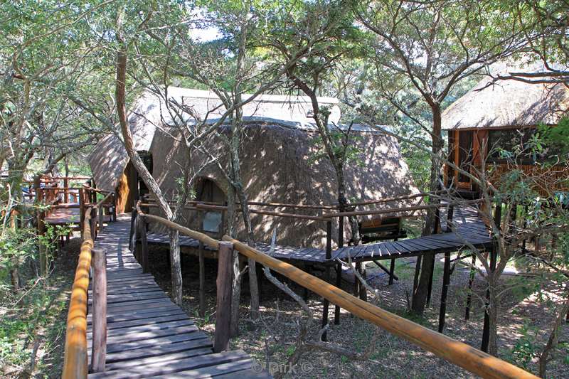 south africa pezulu treehouse lodge guernsey conservancy