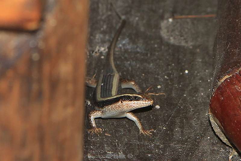 south africa lizard pezulu treehouse lodge guernsey conservancy