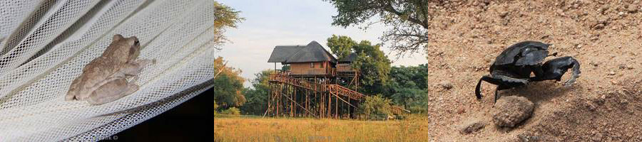 kruger park zuid-afrika pezulu treehouse lodge