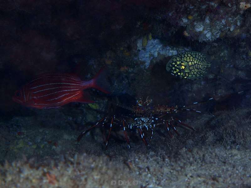 diving south africa pineapple fish lobster