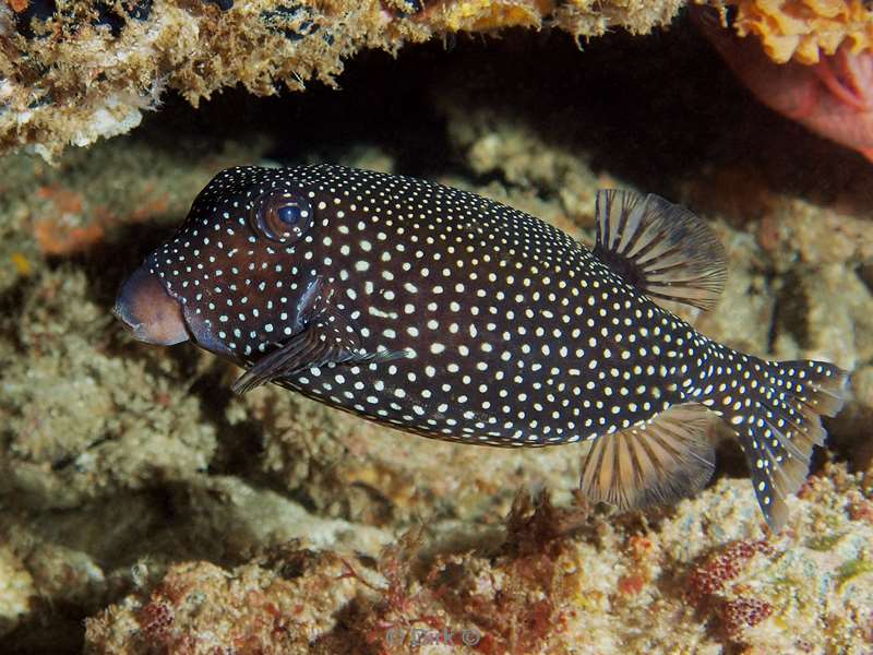 diving south africa pufferfish