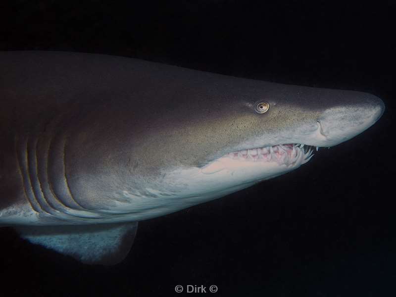 diving south africa ragged tooth shark