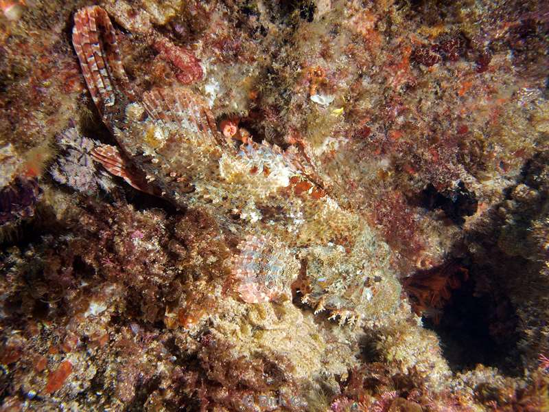 diving south africa scorpionfish