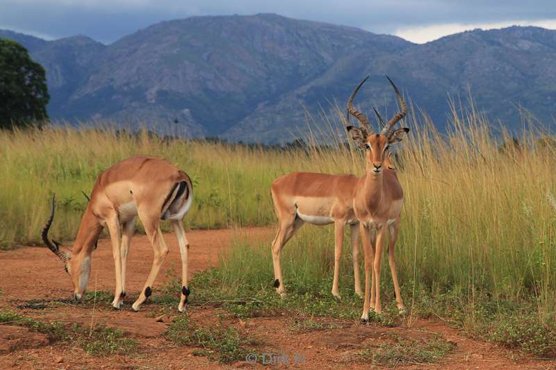 swasiland wildpark mlilwane impalas