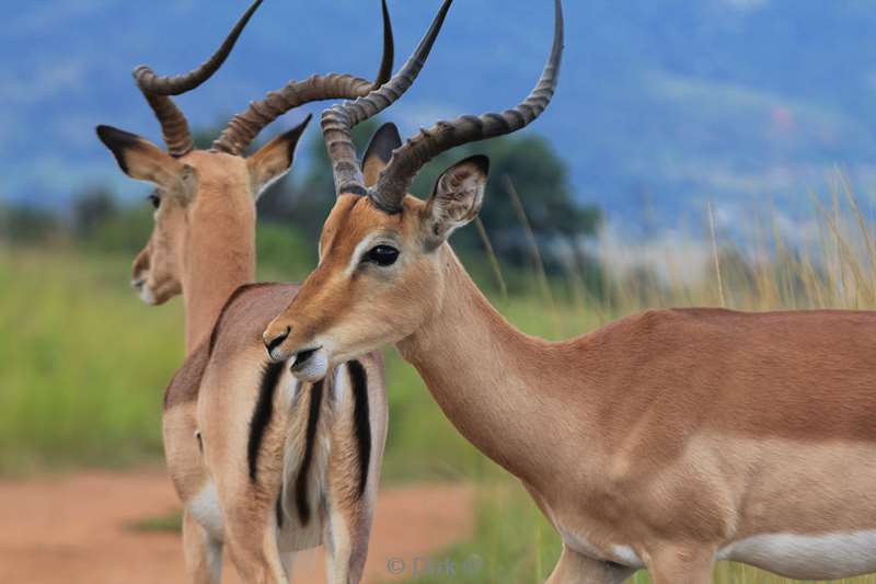 swasiland mlilwane wildpark impalas