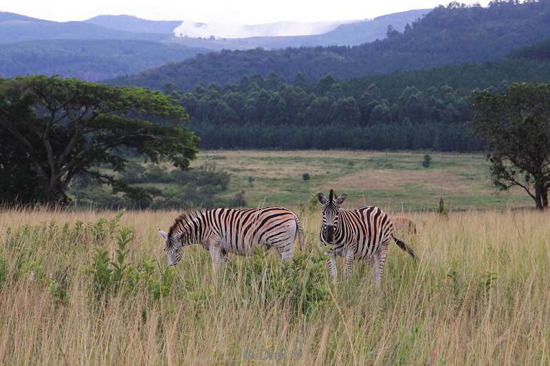 swasiland wildpark mlilwane zebras