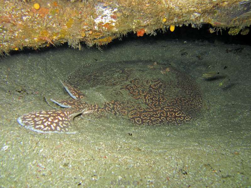 diving south africa torpedo-ray