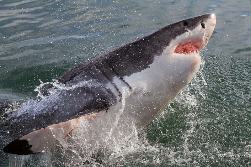 south africa great white shark