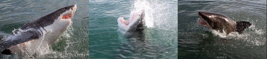witte haai great white shark zuid-afrika kleinbaai