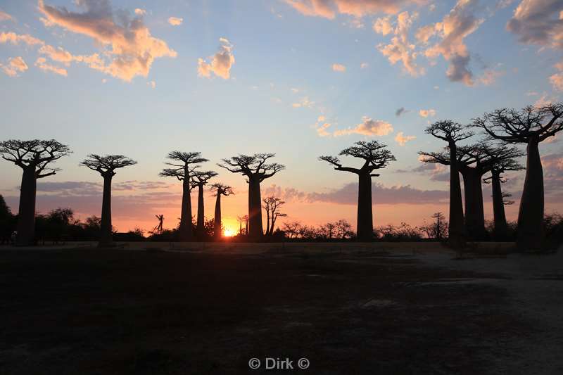 madagaskar baobab bomen