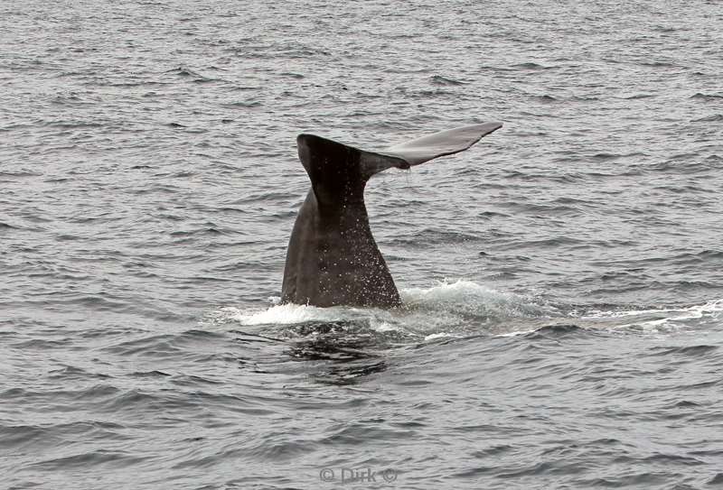 nieuw-zeeland whale watching kaikoura