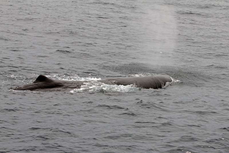 nieuw-zeeland whale watching kaikoura