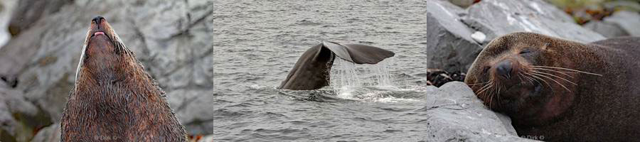 new zealand whale watching seals kaikoura