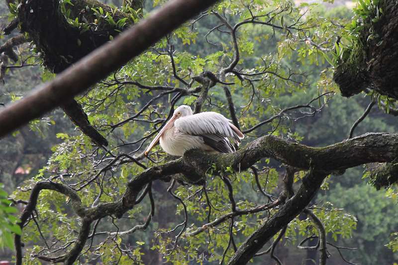 sri lanka meer kandy pelikaan
