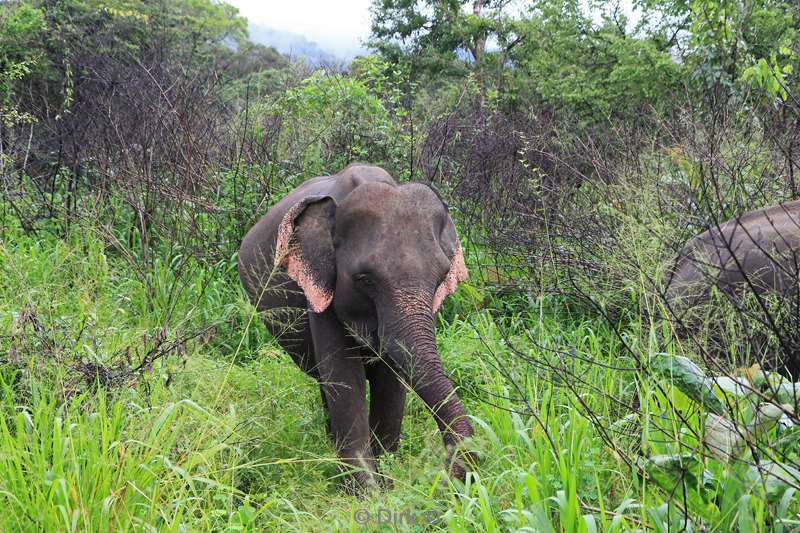 sri lanka olifantensafari hurulu eco park habarana