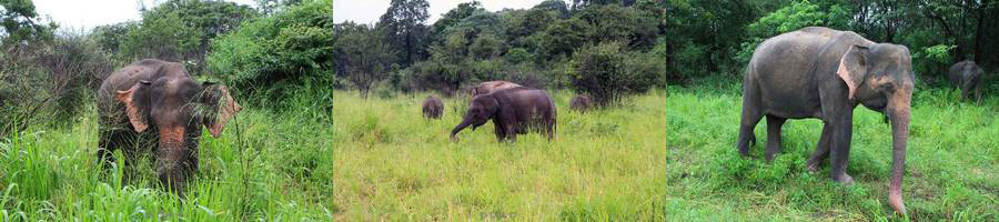 olifantensafari hurulu eco park habarana sri lanka