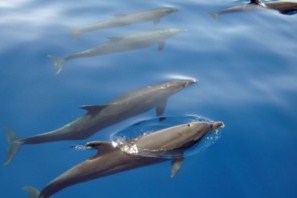 dolfijnen duiken egypte marsa alam port ghalib