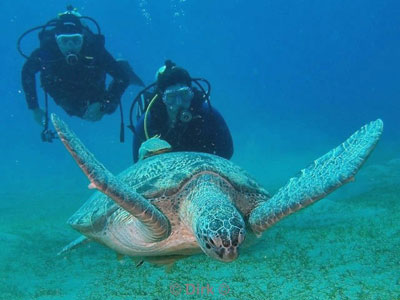uitgetrimde duiker schildpad rode zee egypte