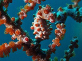 duiken lembeh strait