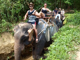 elephants driving thailand phuket