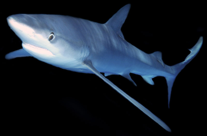 blauwe haai blue shark