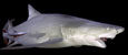 citroenhaai lemon shark