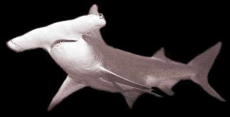 hamerhaai hammerhead shark