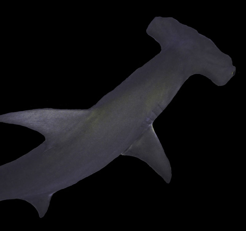 hamerhaai hammerhead shark