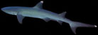 witpuntrifhaai whitetip reef shark