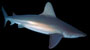 zandbankhaai sandbar shark