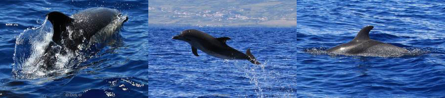 azoren pico dolfijnen dolphins