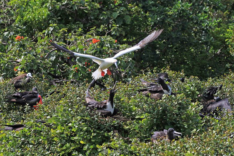 belize lighthouse reef red footed booby