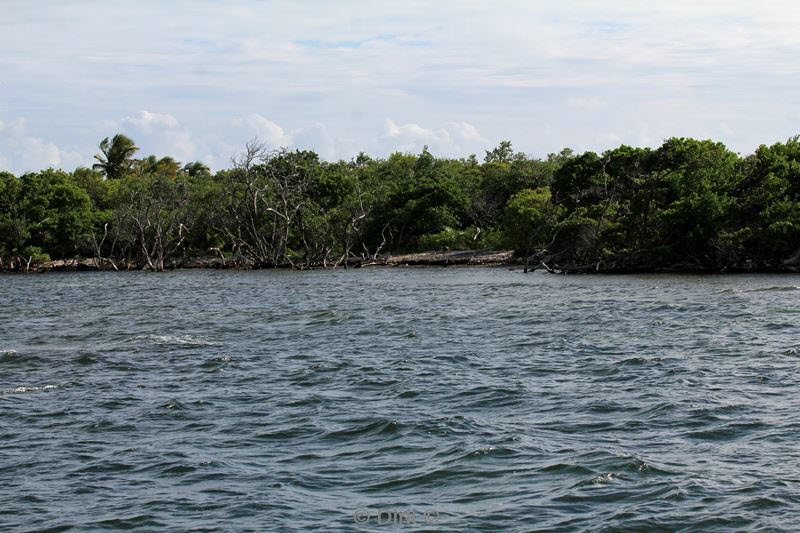 belize lighthouse reef mangrove