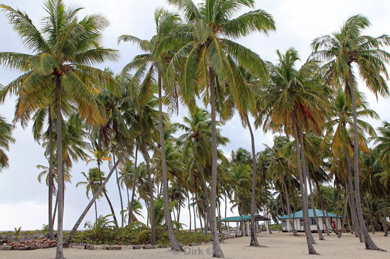 belize lighthouse reef strand met palmbomen