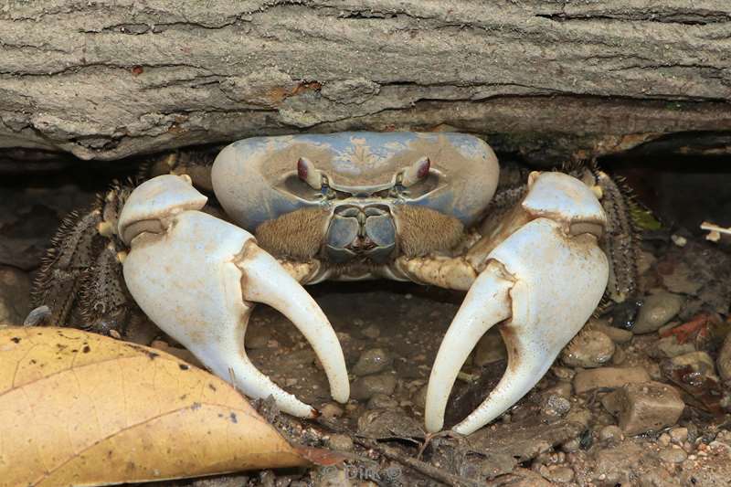 christmas island blauwe krabben