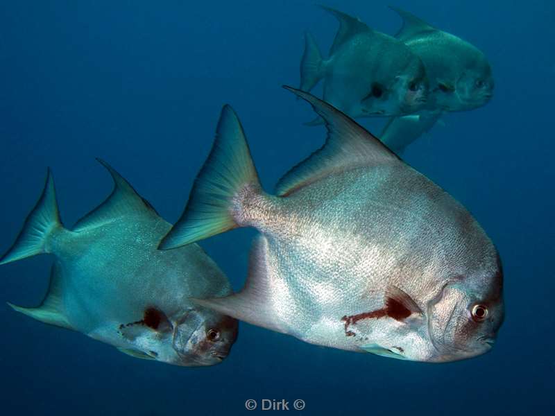 Costa Rica batfish