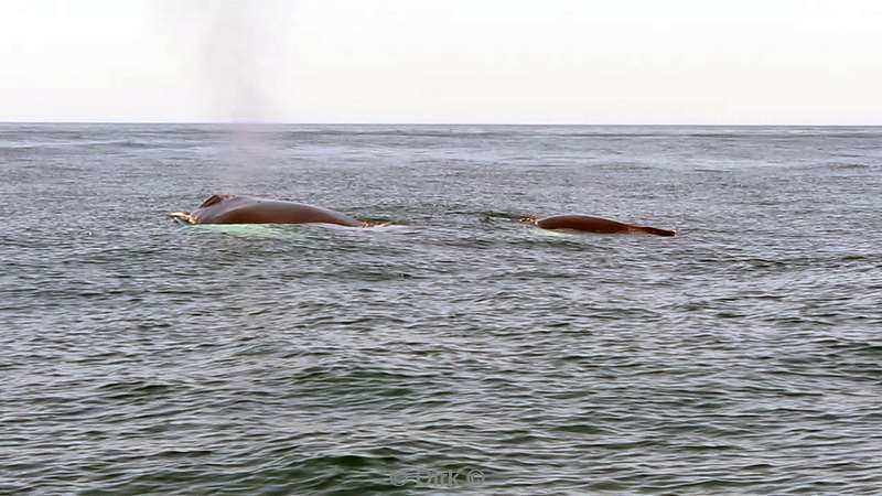 Costa Rica  humpback whale