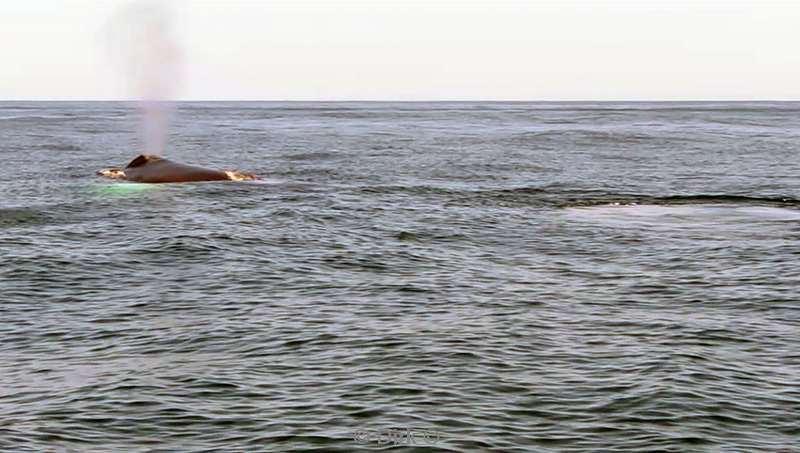 Costa Rica humpback whale
