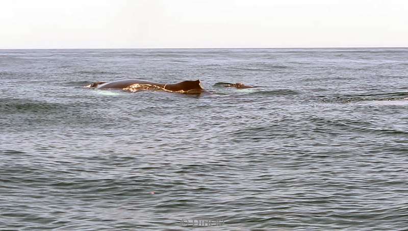 Costa Rica humpback whale