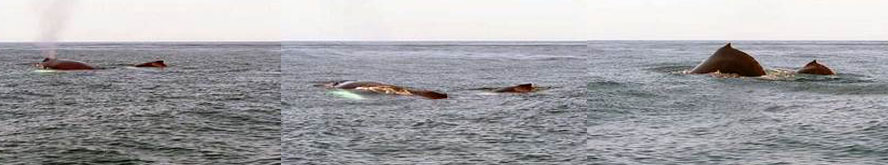 Costa Rica duiken humpback whale bultrug walvis